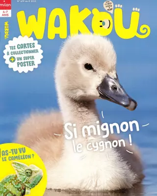 Wakou